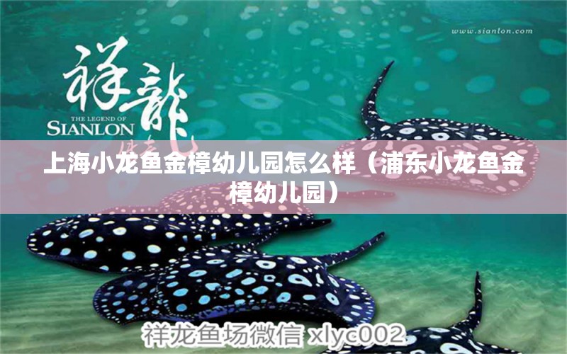 上海小龍魚金樟幼兒園怎么樣（浦東小龍魚金樟幼兒園） 祥龍水族醫(yī)院