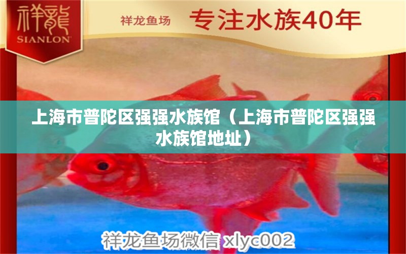 上海市普陀區(qū)強強水族館（上海市普陀區(qū)強強水族館地址）