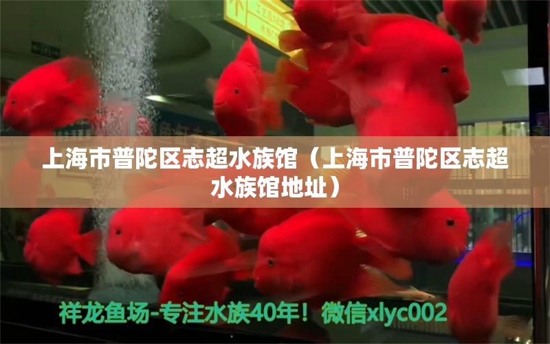 上海市普陀區(qū)志超水族館（上海市普陀區(qū)志超水族館地址） 全國水族館企業(yè)名錄