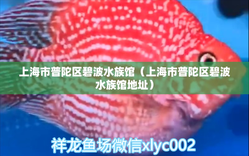 上海市普陀區(qū)碧波水族館（上海市普陀區(qū)碧波水族館地址）