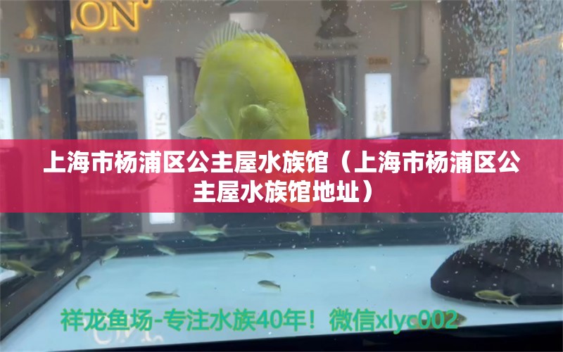 上海市楊浦區(qū)公主屋水族館（上海市楊浦區(qū)公主屋水族館地址）