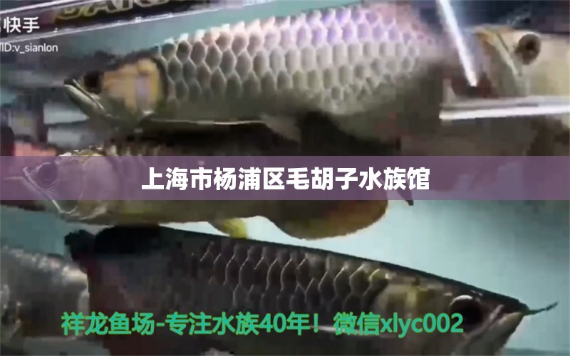 上海市楊浦區(qū)毛胡子水族館