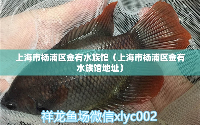 上海市楊浦區(qū)金有水族館（上海市楊浦區(qū)金有水族館地址） 全國水族館企業(yè)名錄