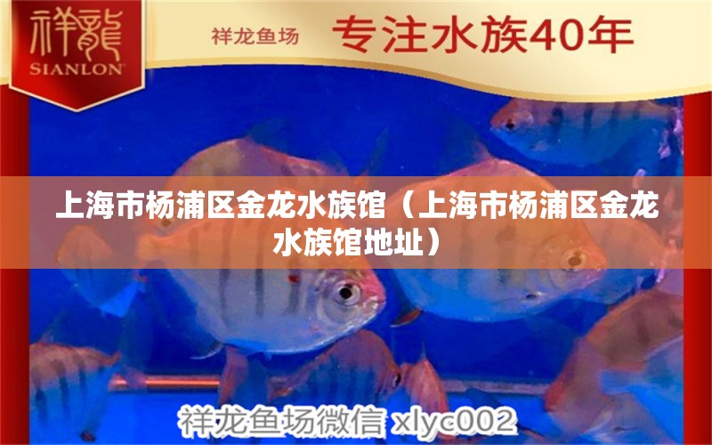 上海市楊浦區(qū)金龍水族館（上海市楊浦區(qū)金龍水族館地址）