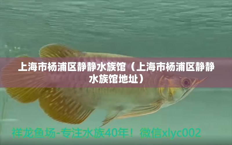 上海市楊浦區(qū)靜靜水族館（上海市楊浦區(qū)靜靜水族館地址）