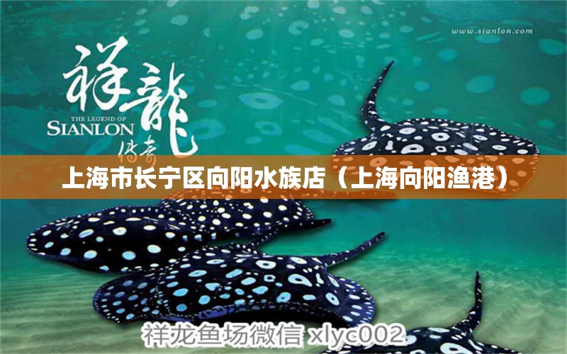 上海市長寧區(qū)向陽水族店（上海向陽漁港）