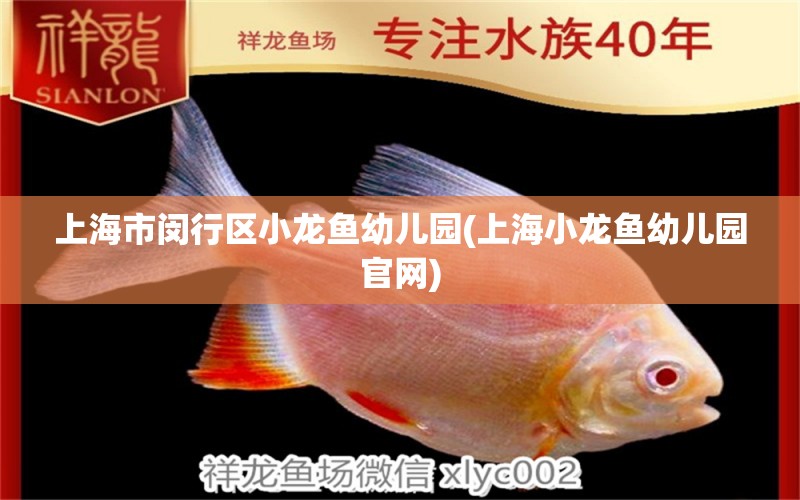 上海市閔行區(qū)小龍魚幼兒園(上海小龍魚幼兒園官網(wǎng)) 進口元寶鳳凰魚