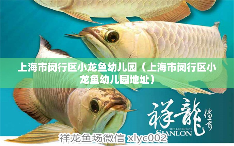 上海市閔行區(qū)小龍魚(yú)幼兒園（上海市閔行區(qū)小龍魚(yú)幼兒園地址）