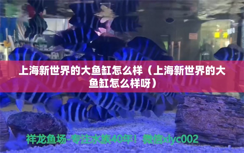 上海新世界的大魚缸怎么樣（上海新世界的大魚缸怎么樣呀）