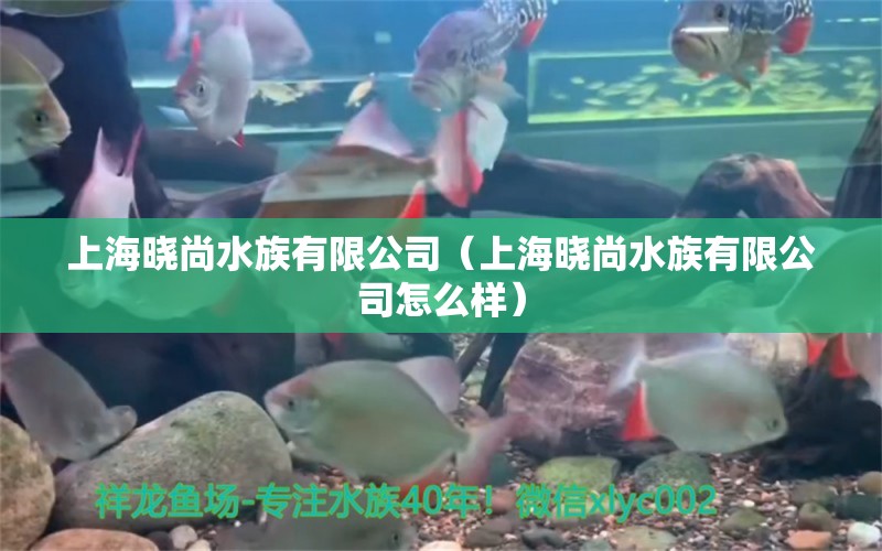 上海曉尚水族有限公司（上海曉尚水族有限公司怎么樣）