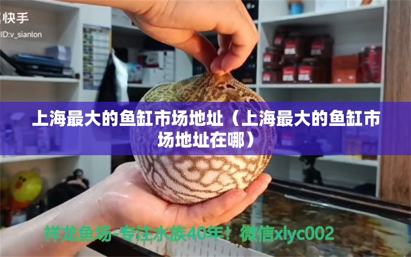 上海最大的魚缸市場地址（上海最大的魚缸市場地址在哪）