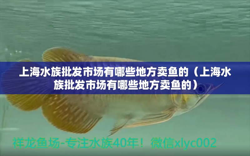 上海水族批發(fā)市場(chǎng)有哪些地方賣魚的（上海水族批發(fā)市場(chǎng)有哪些地方賣魚的） 觀賞魚水族批發(fā)市場(chǎng)