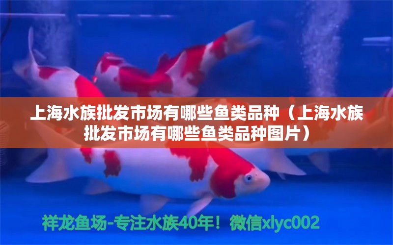 上海水族批發(fā)市場(chǎng)有哪些魚類品種（上海水族批發(fā)市場(chǎng)有哪些魚類品種圖片） 觀賞魚水族批發(fā)市場(chǎng)