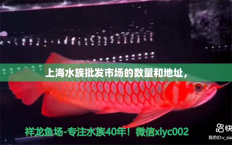 上海水族批發(fā)市場(chǎng)的數(shù)量和地址， 觀賞魚水族批發(fā)市場(chǎng)