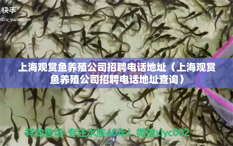 上海觀賞魚養(yǎng)殖公司招聘電話地址（上海觀賞魚養(yǎng)殖公司招聘電話地址查詢） 狗仔（招財(cái)貓)魚苗