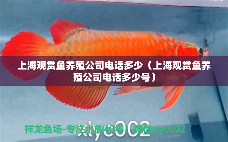 上海觀賞魚養(yǎng)殖公司電話多少（上海觀賞魚養(yǎng)殖公司電話多少號(hào)）