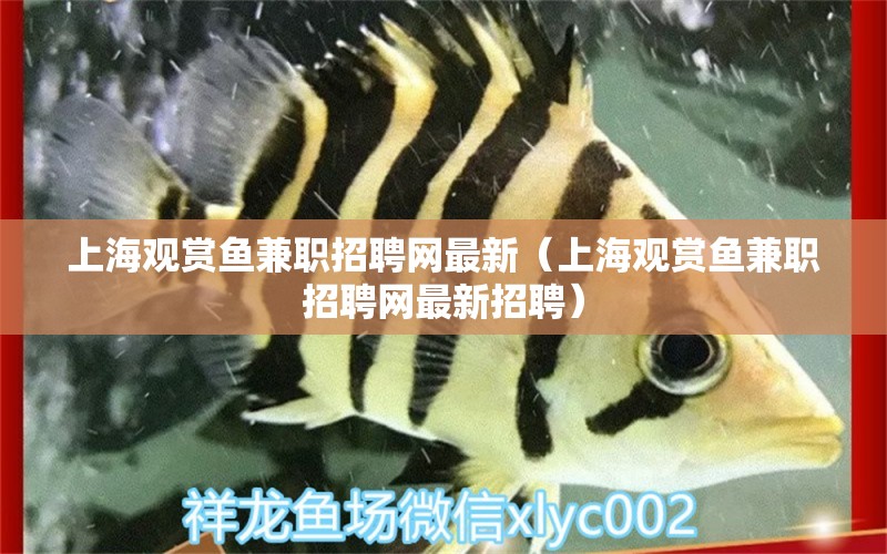 上海觀賞魚(yú)兼職招聘網(wǎng)最新（上海觀賞魚(yú)兼職招聘網(wǎng)最新招聘）