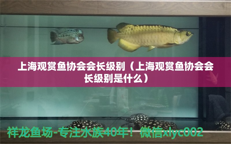 上海觀賞魚協(xié)會會長級別（上海觀賞魚協(xié)會會長級別是什么）