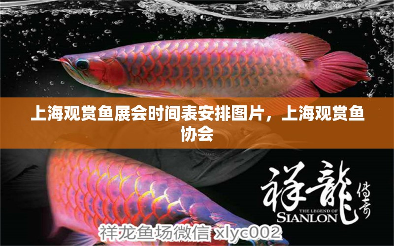 上海觀賞魚展會時間表安排圖片，上海觀賞魚協(xié)會 養(yǎng)魚的好處