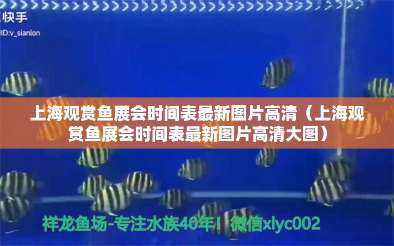 上海觀賞魚展會(huì)時(shí)間表最新圖片高清（上海觀賞魚展會(huì)時(shí)間表最新圖片高清大圖） 觀賞魚市場(chǎng)（混養(yǎng)魚）