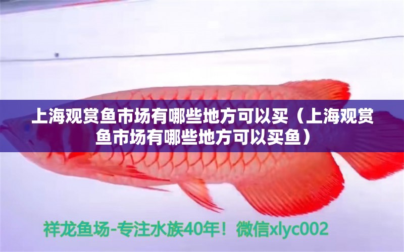 上海觀賞魚(yú)市場(chǎng)有哪些地方可以買（上海觀賞魚(yú)市場(chǎng)有哪些地方可以買魚(yú)）