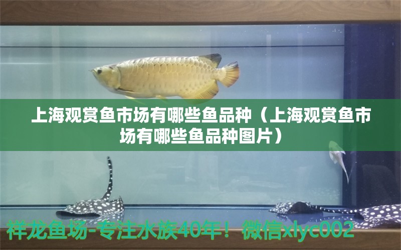 上海觀賞魚市場(chǎng)有哪些魚品種（上海觀賞魚市場(chǎng)有哪些魚品種圖片） 觀賞魚市場(chǎng)（混養(yǎng)魚）