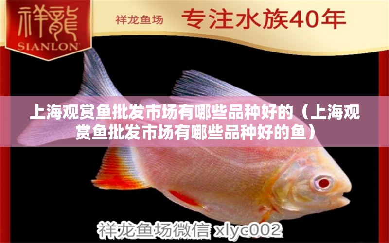 上海觀賞魚批發(fā)市場有哪些品種好的（上海觀賞魚批發(fā)市場有哪些品種好的魚） 觀賞魚批發(fā)