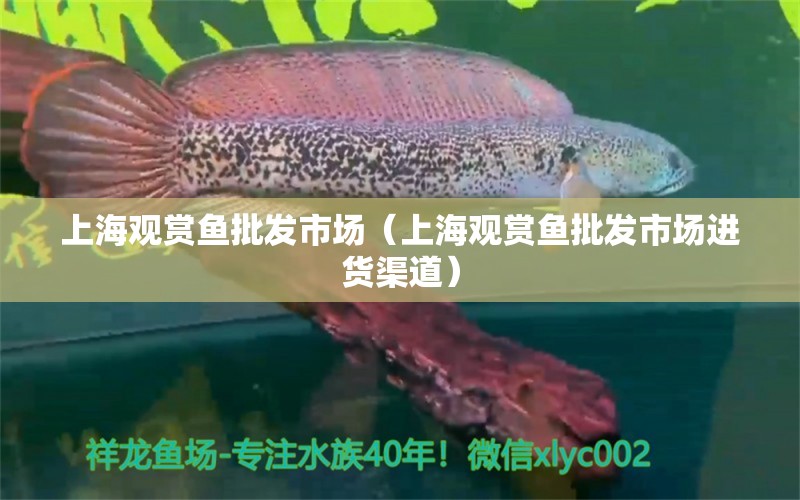 上海觀賞魚批發(fā)市場(chǎng)（上海觀賞魚批發(fā)市場(chǎng)進(jìn)貨渠道）