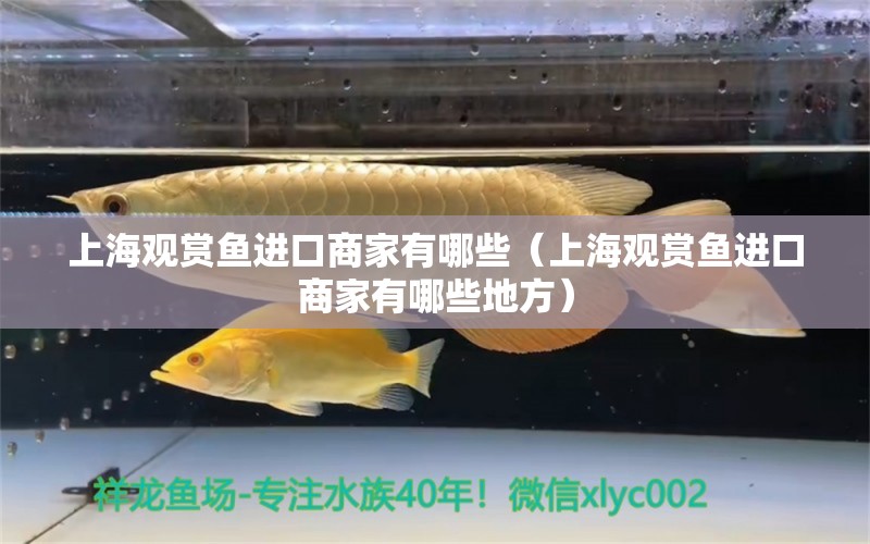 上海觀賞魚進(jìn)口商家有哪些（上海觀賞魚進(jìn)口商家有哪些地方） 觀賞魚進(jìn)出口