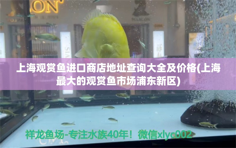 上海觀賞魚進口商店地址查詢大全及價格(上海最大的觀賞魚市場浦東新區(qū)) 觀賞魚進出口 第1張