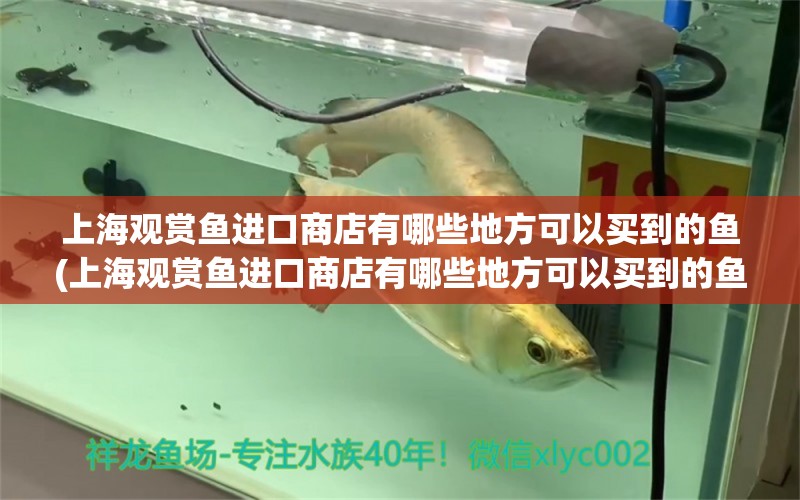 上海觀賞魚進(jìn)口商店有哪些地方可以買到的魚(上海觀賞魚進(jìn)口商店有哪些地方可以買到的魚類) 觀賞魚進(jìn)出口 第1張