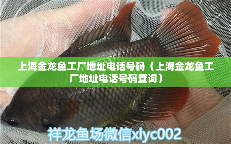 上海金龍魚工廠地址電話號碼（上海金龍魚工廠地址電話號碼查詢）