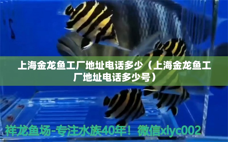 上海金龍魚工廠地址電話多少（上海金龍魚工廠地址電話多少號） 夢幻雷龍魚