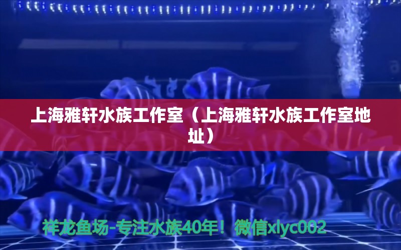 上海雅軒水族工作室（上海雅軒水族工作室地址） 全國水族館企業(yè)名錄