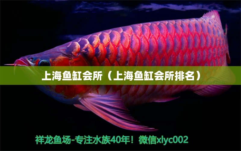 上海魚缸會(huì)所（上海魚缸會(huì)所排名）