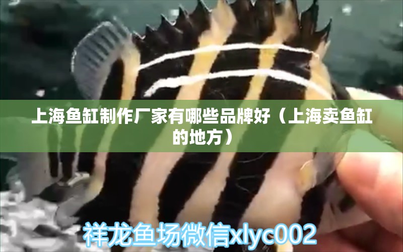 上海魚缸制作廠家有哪些品牌好（上海賣魚缸的地方） 廣州觀賞魚批發(fā)市場