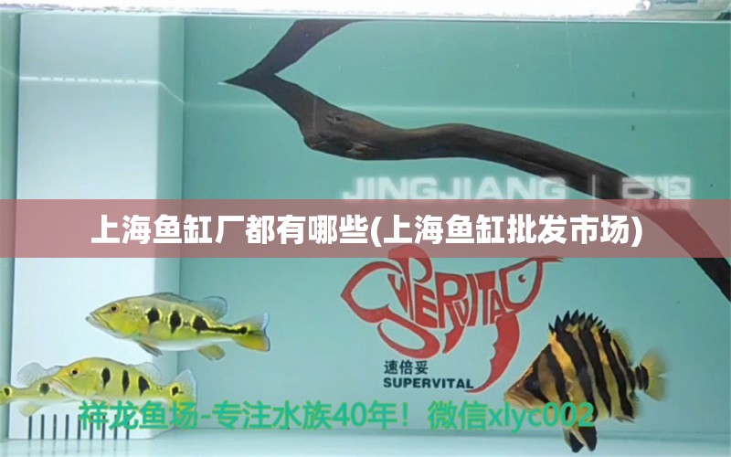 上海魚缸廠都有哪些(上海魚缸批發(fā)市場(chǎng)) 一眉道人魚