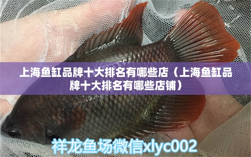 上海魚缸品牌十大排名有哪些店（上海魚缸品牌十大排名有哪些店鋪）