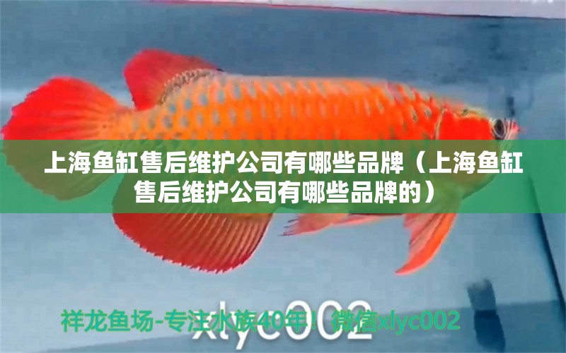 上海魚(yú)缸售后維護(hù)公司有哪些品牌（上海魚(yú)缸售后維護(hù)公司有哪些品牌的）