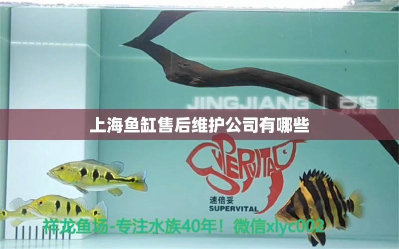 上海魚缸售后維護(hù)公司有哪些 其他品牌魚缸