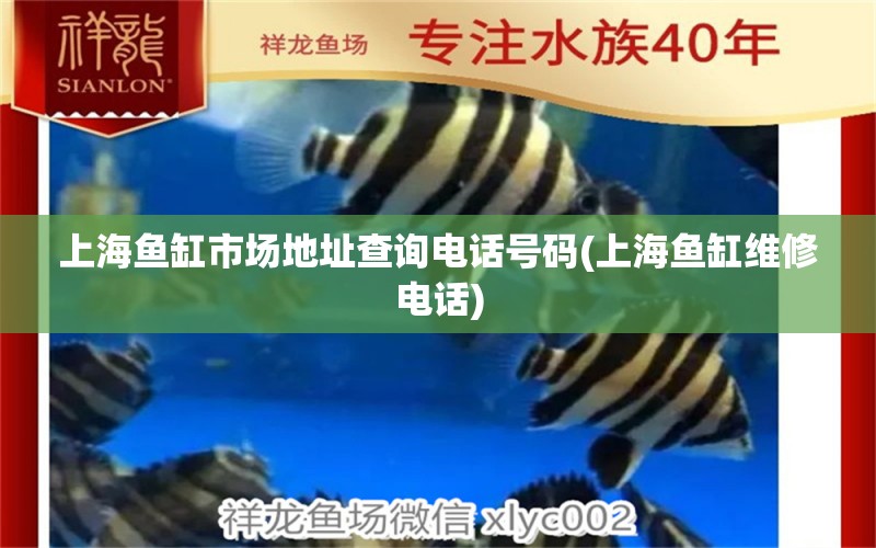 上海魚缸市場地址查詢電話號碼(上海魚缸維修電話) 龍魚疾病與治療