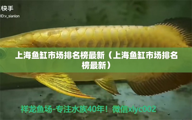 上海魚缸市場(chǎng)排名榜最新（上海魚缸市場(chǎng)排名榜最新） 黑云魚