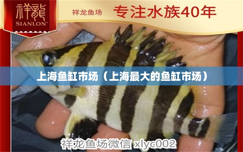 上海魚缸市場（上海最大的魚缸市場） 其他品牌魚缸