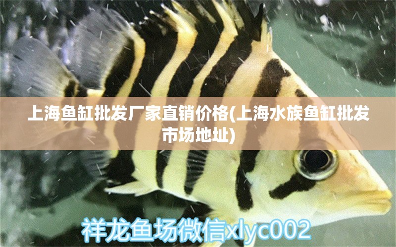 上海魚缸批發(fā)廠家直銷價(jià)格(上海水族魚缸批發(fā)市場(chǎng)地址) 定時(shí)器/自控系統(tǒng) 第1張