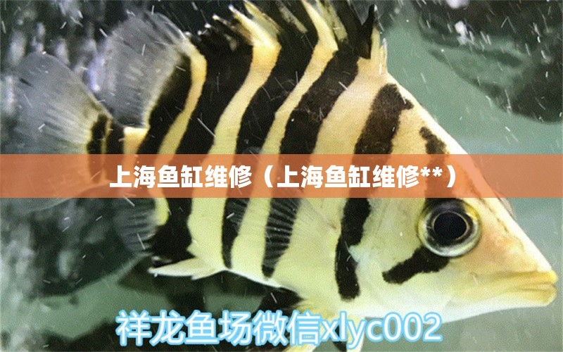 上海魚缸維修（上海魚缸維修**）