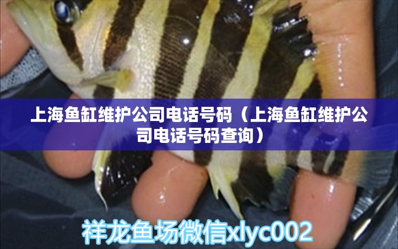 上海魚缸維護(hù)公司電話號(hào)碼（上海魚缸維護(hù)公司電話號(hào)碼查詢）