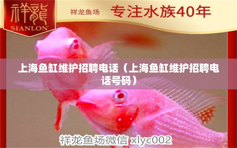 上海魚缸維護(hù)招聘電話（上海魚缸維護(hù)招聘電話號碼）