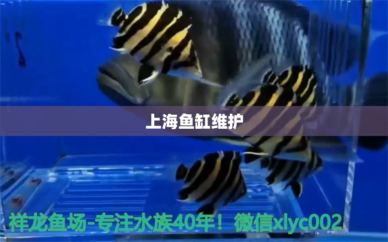 上海魚(yú)缸維護(hù) 其他品牌魚(yú)缸