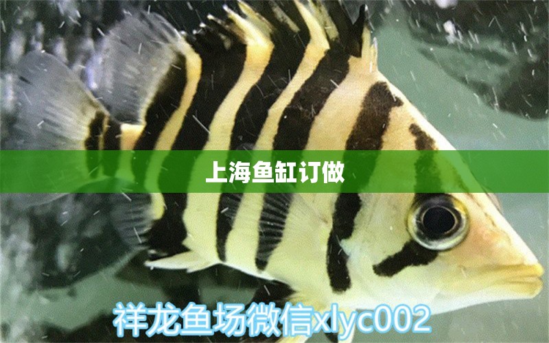 上海魚(yú)缸訂做