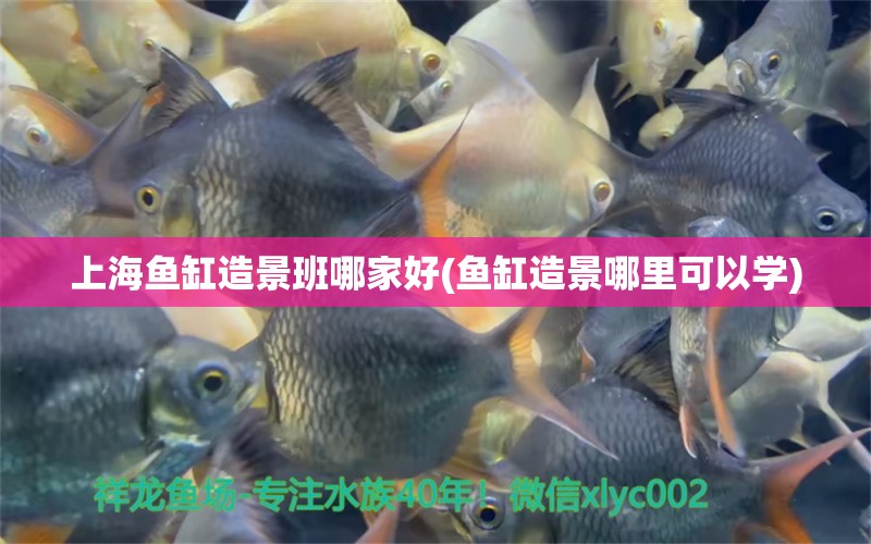 上海魚缸造景班哪家好(魚缸造景哪里可以學(xué)) 龍魚批發(fā)